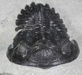 Hollardops Trilobite Fossil #66903-7